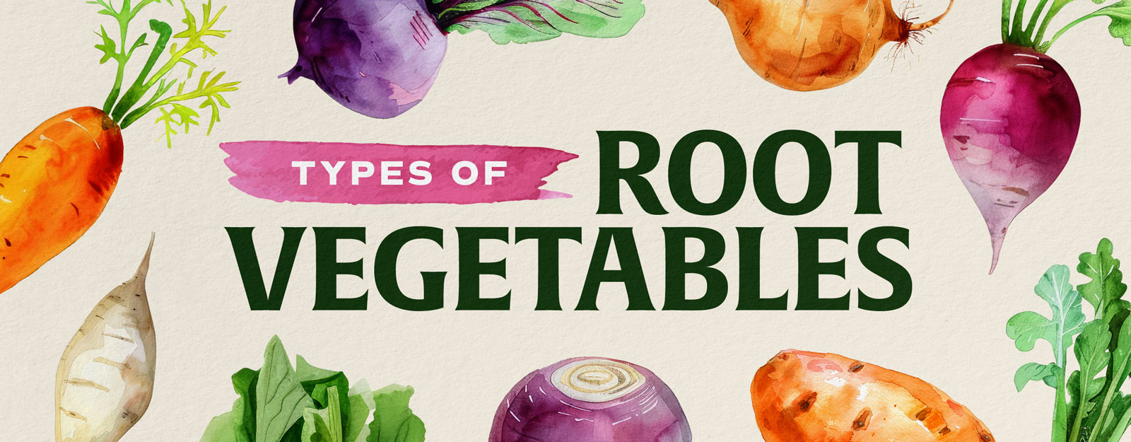 Root Vegetables List 