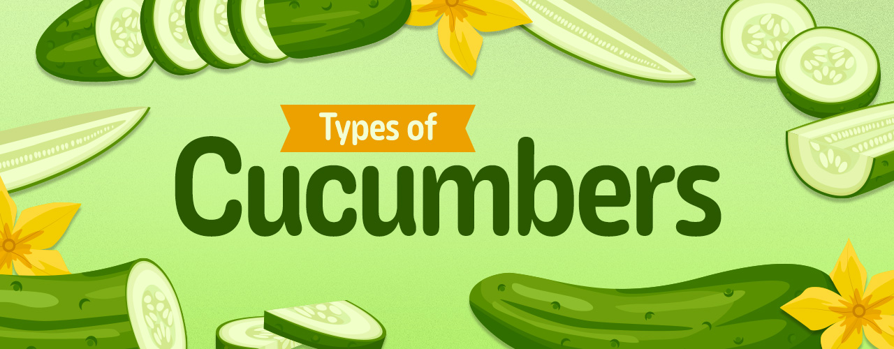 Different Types of Cucumbers 