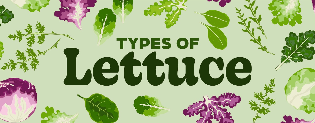 Types of Lettuce 