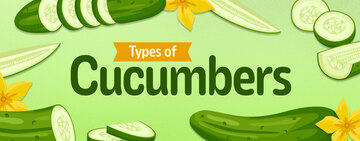 Different Types of Cucumbers 