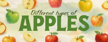 Types of Apples 