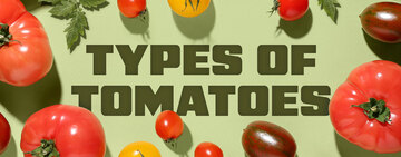 Types of Tomatoes 