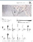 WNK Togo Spec.pdf