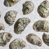 Rappahannock Oyster Co. Live Rochambeau Oysters - 300/Case