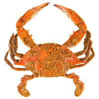 Chesapeake Crab Connection Extra Large 6 1/2" - 7" Extra Seasoned Steamed Blue Crab - 12/Case