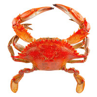 Chesapeake Crab Connection Medium 5 1/2" - 6" Lightly Seasoned Steamed Blue Crab - 12/Case