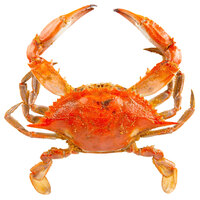 Chesapeake Crab Connection Large 6" - 6 1/2" Lightly Seasoned Steamed Blue Crab - 12/Case