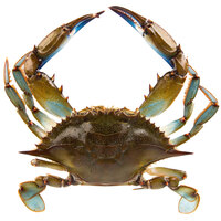 Chesapeake Crab Connection Medium 5 1/2" - 6" Live Blue Crab - 12/Case