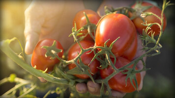 Escalon: With Escalon, Passion Begins in the Field