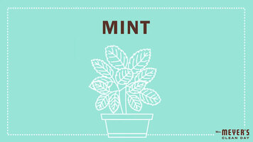 Mrs. Meyer's Garden-Inspired Scents: Mint Mrs. Meyer's Garden-Inspired Scents: Mint