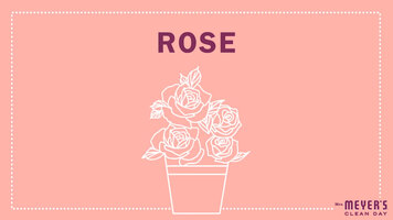 Mrs. Meyer's Garden-Inspired Scents: Rose