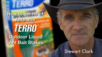 Kill Ants with TERRO Outdoor Liquid Ant Bait Stakes Kill Ants with TERRO Outdoor Liquid Ant Bait Stakes
