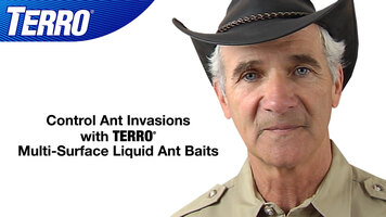 Kill Ants with TERRO® Multi-Surface Liquid Ant Baits